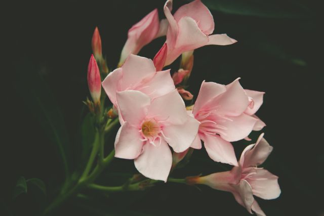 Close Up Photo of Pink Petal Flower - Download Free Stock Photos Pikwizard.com