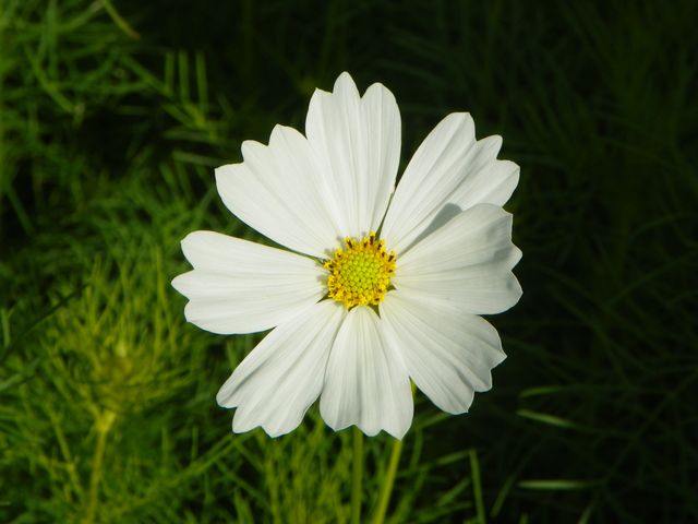 40+ Free Picture Of Daisy Flower | Free HD Downloads - Pikwizard