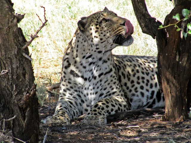 Africa animal concerns leopard - Download Free Stock Photos Pikwizard.com