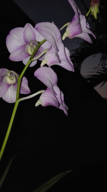 Flower Orchid Petal - Download Free Stock Photos Pikwizard.com