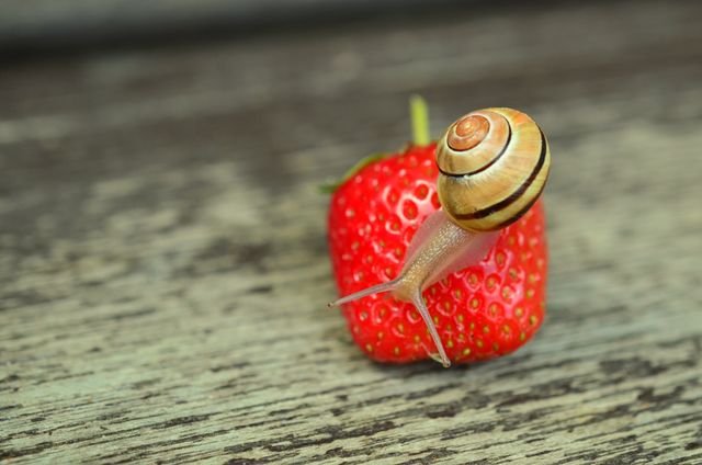 Strawberry Snail - Download Free Stock Photos Pikwizard.com