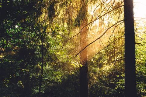 Green and Brown Trees Enlighten by Sunlight - Download Free Stock Photos Pikwizard.com