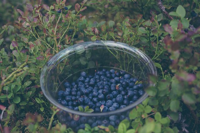 a bowl full of blueberries - Download Free Stock Photos Pikwizard.com