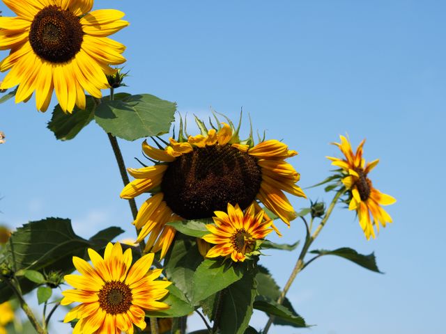 sunflowers - Download Free Stock Photos Pikwizard.com