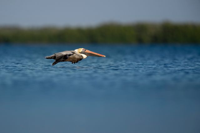 Pelican Aquatic bird Bird - Download Free Stock Photos Pikwizard.com
