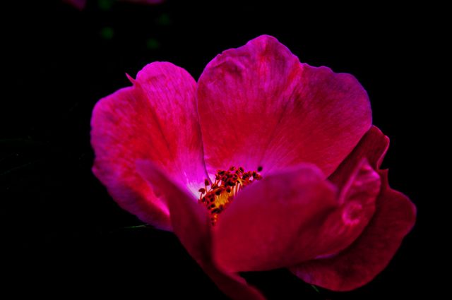 Close-up of Pink Flower Against Black Background - Download Free Stock Photos Pikwizard.com