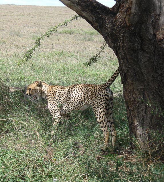 Cheetah Feline Big cat - Download Free Stock Photos Pikwizard.com