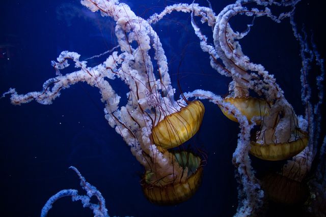 Jellyfish sea seawater underwater - Download Free Stock Photos Pikwizard.com