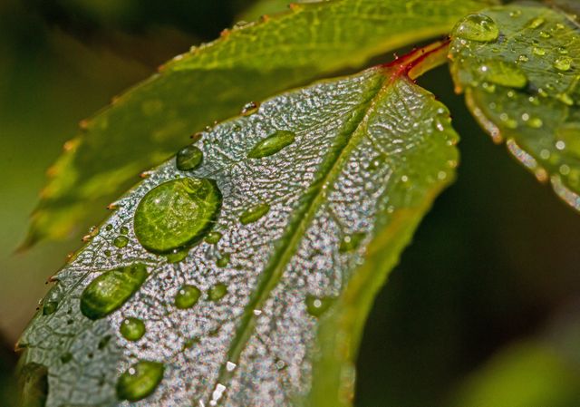 Water Droplets on Green Leaf - Download Free Stock Photos Pikwizard.com
