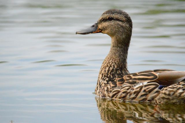 Goose Duck Waterfowl - Download Free Stock Photos Pikwizard.com