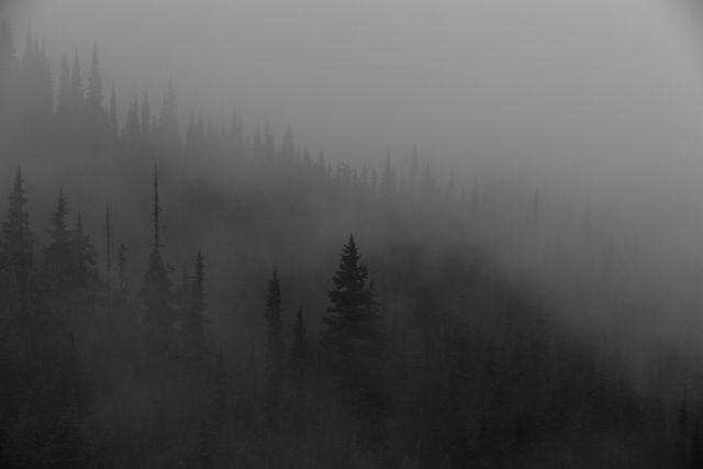 20+ Free foggy forest background pictures - Pikwizard