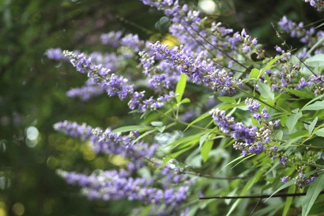 Flower Lilac Herb - Download Free Stock Photos Pikwizard.com