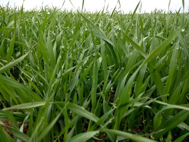 Grass Field Grain - Download Free Stock Photos Pikwizard.com