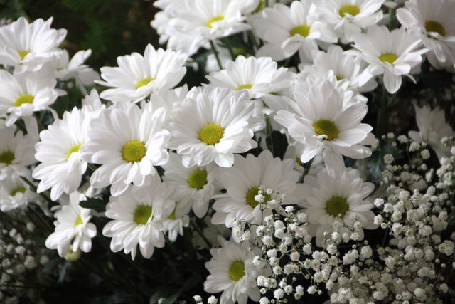 White Daisy Flowers White Baby's-Breath Flowers - Download Free Stock Photos Pikwizard.com