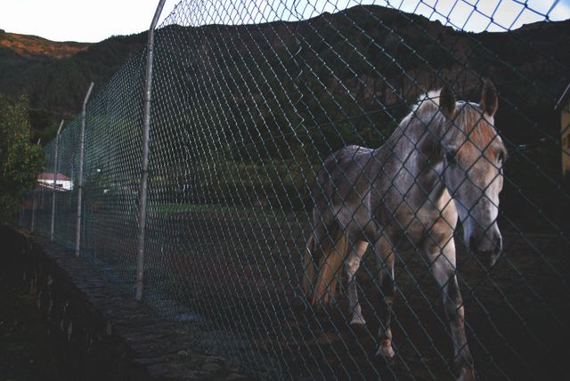 a horse that is behind a fence - Download Free Stock Photos Pikwizard.com