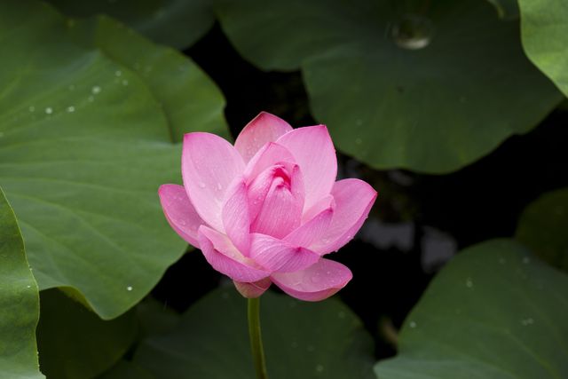 a pink lotus flower - Download Free Stock Photos Pikwizard.com