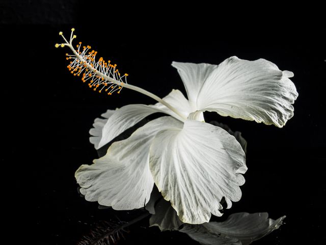 Macro Photography of White Flower - Download Free Stock Photos Pikwizard.com