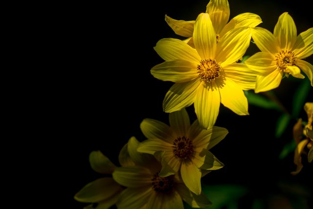 Sunflower Flower Yellow - Download Free Stock Photos Pikwizard.com