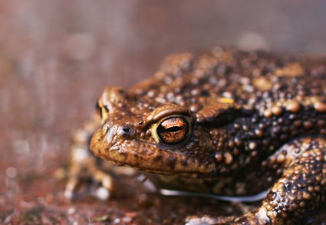 Animal photography close up closeup frog - Download Free Stock Photos Pikwizard.com