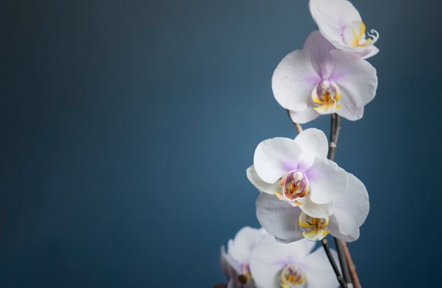 O orchidaceae - Download Free Stock Photos Pikwizard.com