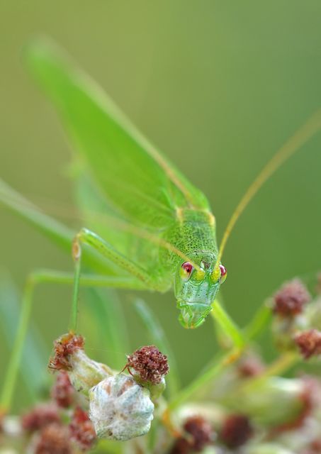 Green Grasshopper Macro Photography - Download Free Stock Photos Pikwizard.com