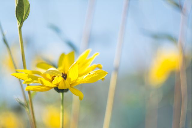 Yellow flower- Download Free Stock Photos Pikwizard.com