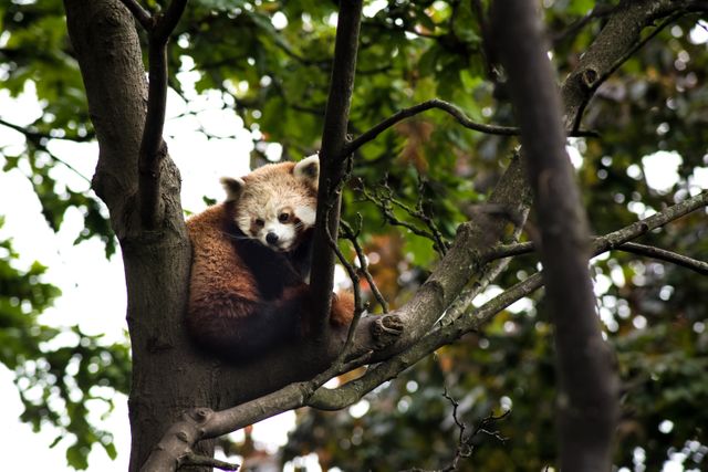 Brown and White Koala on a Tree - Download Free Stock Photos Pikwizard.com