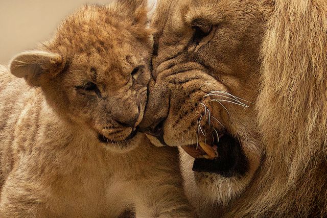 a lion and a cub - Download Free Stock Photos Pikwizard.com