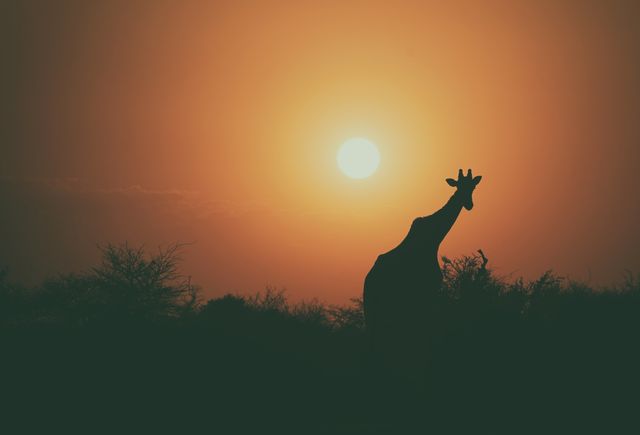 Sun Sunset Giraffe - Download Free Stock Photos Pikwizard.com