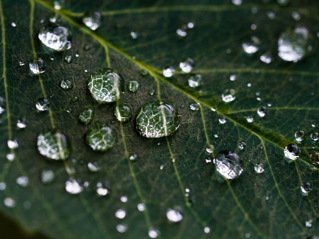 a leaf with water droplets on it - Download Free Stock Photos Pikwizard.com