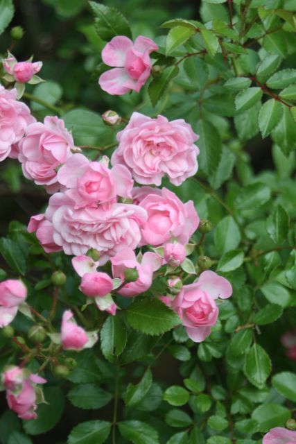 Close-up of Pink Peony Flowers - Download Free Stock Photos Pikwizard.com