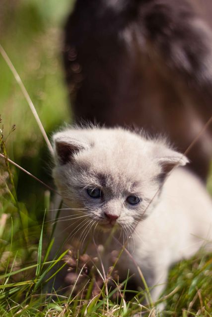 Cat british blue lilac kitten pet - Download Free Stock Photos Pikwizard.com