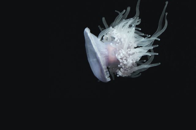 a jellyfish floating in the water - Download Free Stock Photos Pikwizard.com