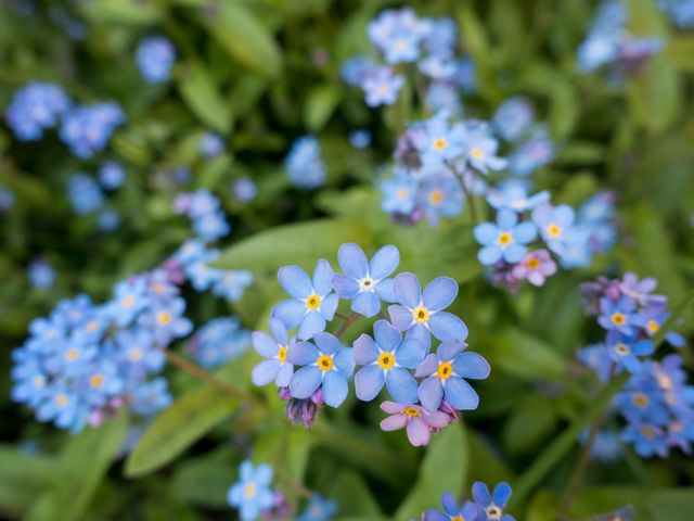 Flowers plant flora forget me not - Download Free Stock Photos Pikwizard.com