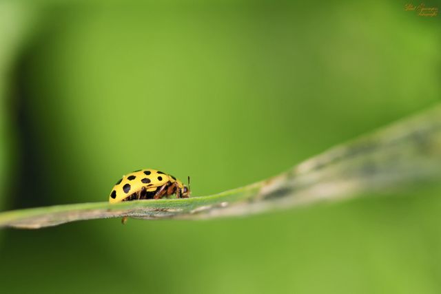 Green Lady Bug on Plant Leaf - Download Free Stock Photos Pikwizard.com