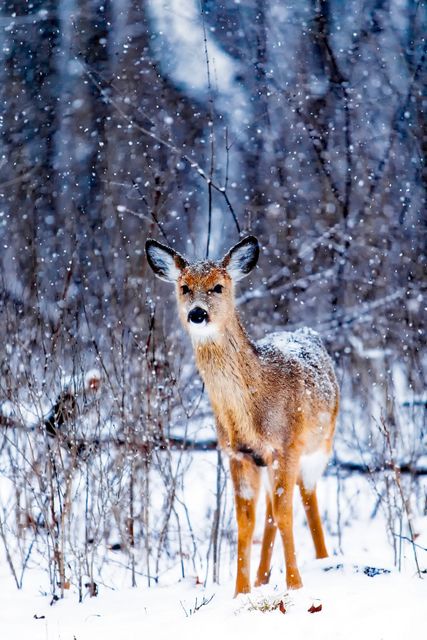 Portrait of Deer Standing on Snow Covered Field - Download Free Stock Photos Pikwizard.com