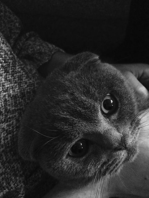 Cat Animal Kitten - Download Free Stock Photos Pikwizard.com