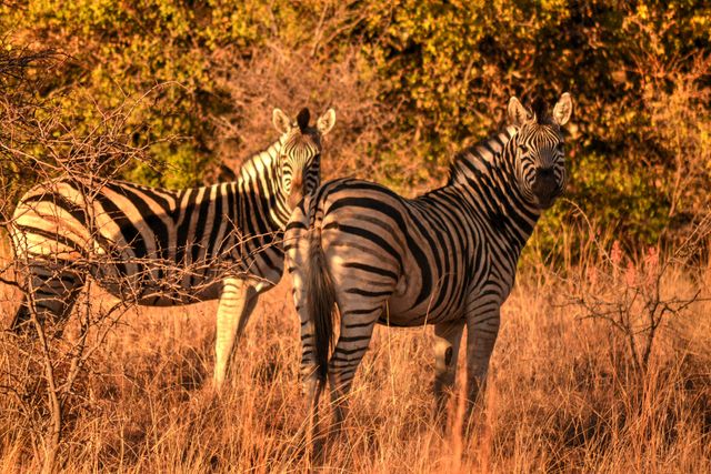 Africa sun safari wild life zebras - Download Free Stock Photos Pikwizard.com