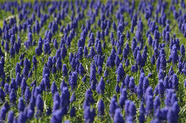 a field of blue flowers - Download Free Stock Photos Pikwizard.com
