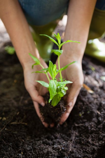 Cropped hands of female planting seedling on dirt - Download Free Stock Photos Pikwizard.com